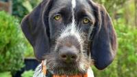 pes ohař dog-1756662 1280